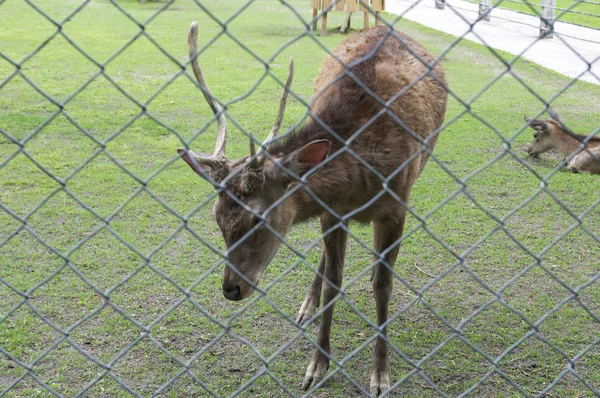 セルの鹿 — ストック写真