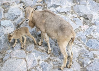 dağ keçilericabras de montaña