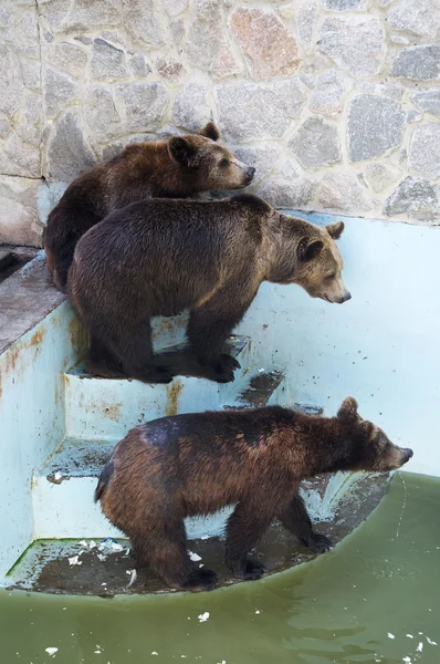 Tres osos. —  Fotos de Stock