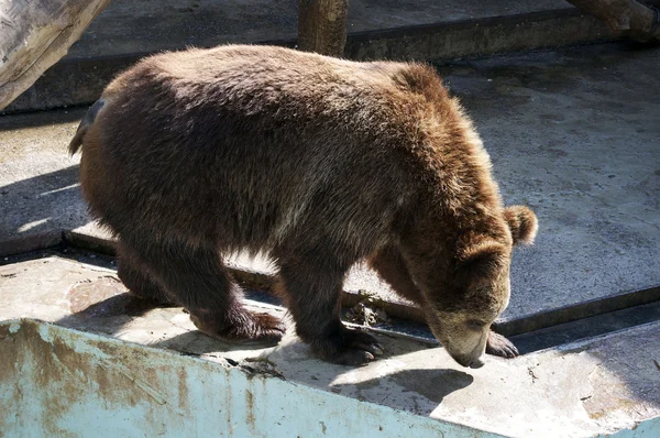 Stock image Bear