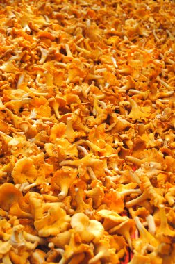 Sarı chanterelles mantar