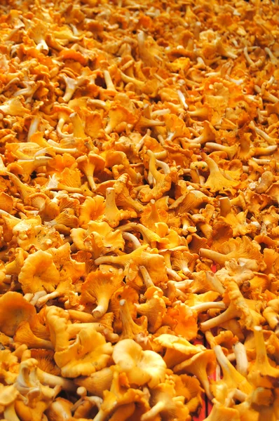 노란색 chanterelles 버섯 — 스톡 사진