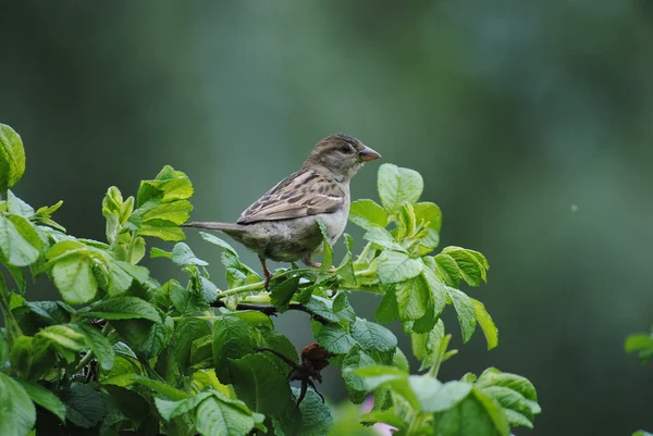 Pássaro no arbusto — Fotografia de Stock