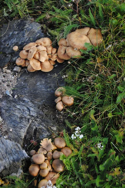 秋の菌類 — ストック写真