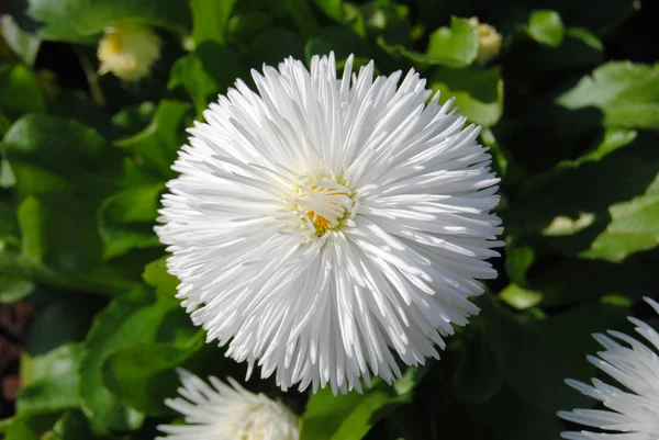 Hermosa flor blanca — Foto de Stock