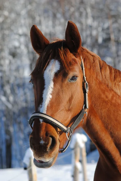 stock image Portrait of a horse