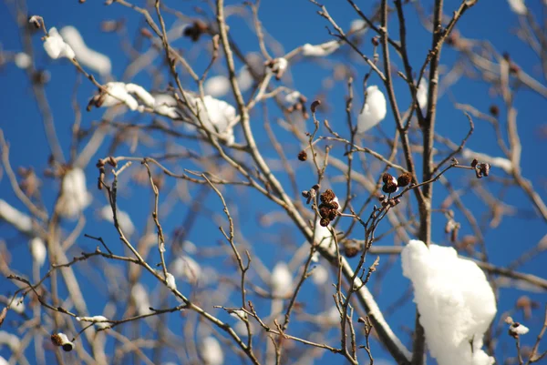 Stock image Branches in the snow