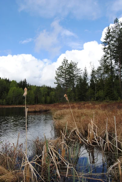 Bord de rivière — Photo