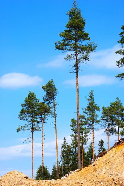 Tall pines Stock Photo