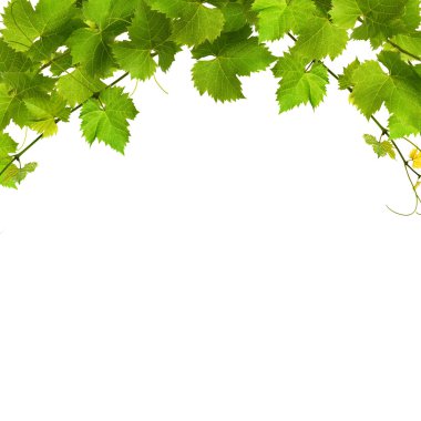 Bunch of green vine leaves clipart