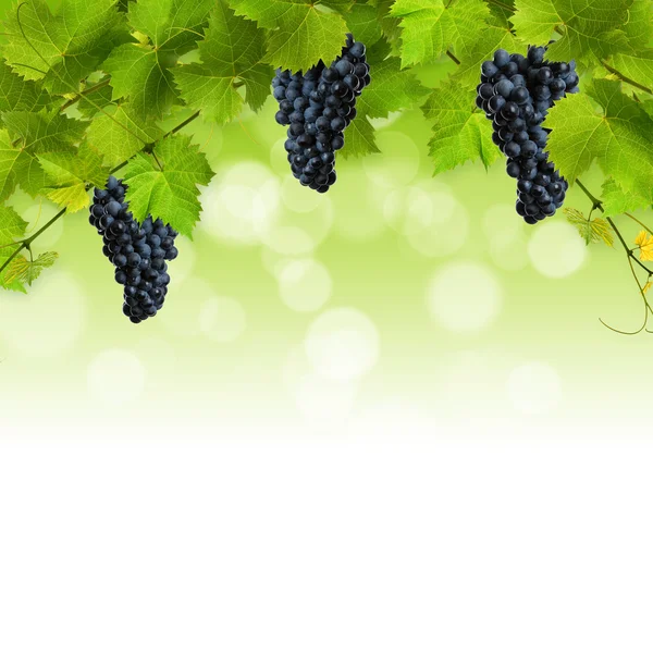 Csomó zöld szőlő levelek — Stock Fotó