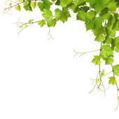 Collage of vine leaves