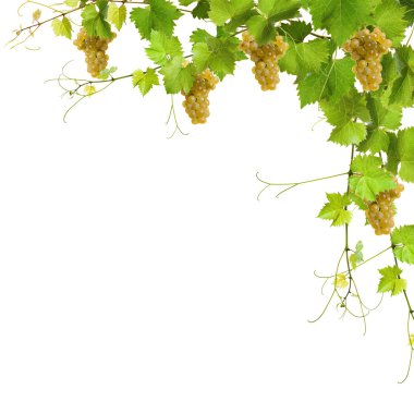 Collage of vine leaves and yellow grapes clipart