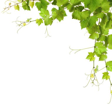 Collage of vine leaves clipart