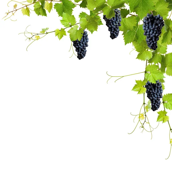 Collage of vine leaves and blue grapes — Stock Photo, Image