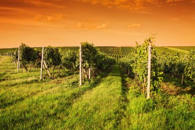 Evening view of the vineyards clipart