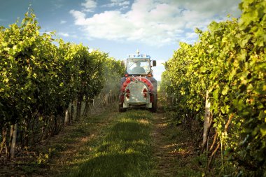 Tractor in the vineyard spraying toxic protection clipart