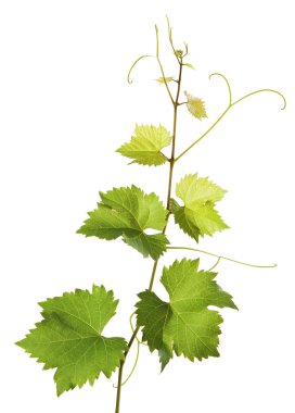 Branch of grape vine on white background clipart