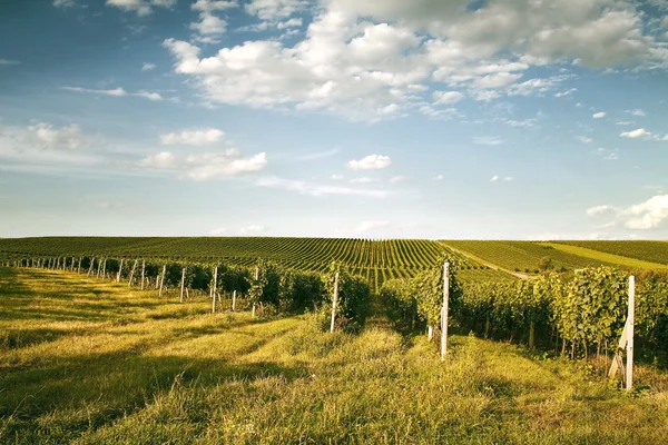 stock image Beautiful views of green vineyards