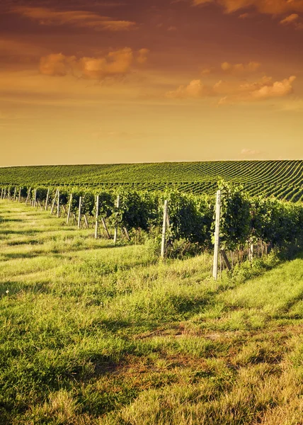 Evening view of the vineyards — Stock Photo, Image