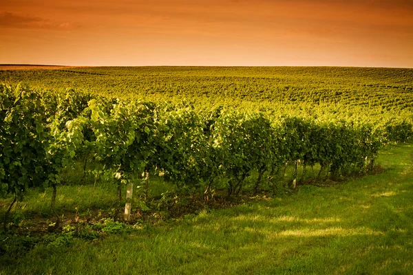 's avonds uitzicht op de wijngaarden — Stockfoto