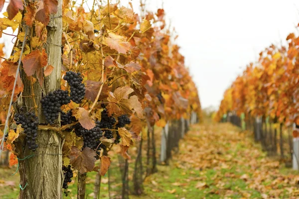 Viña de otoño con uvas maduras y hojas caídas — Foto de Stock