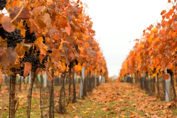 stock image Autumn vineyard with ripe grapes and falling leaves