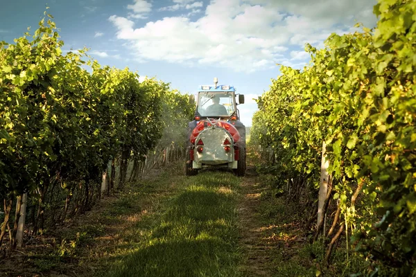 Tractor en el viñedo rociando protección tóxica — Foto de Stock