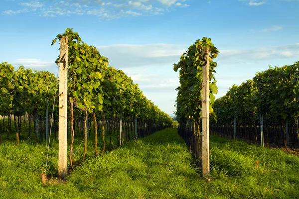 Belas vistas das vinhas verdes — Fotografia de Stock