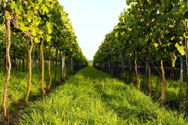 Красивый вид на зеленые виноградники — стоковое фото
