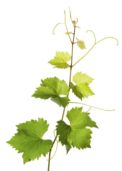 Гілка виноградної лози на білому тлі — стокове фото