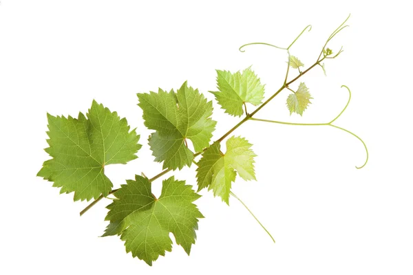 Gałąź winorośli na białym tle — Zdjęcie stockowe