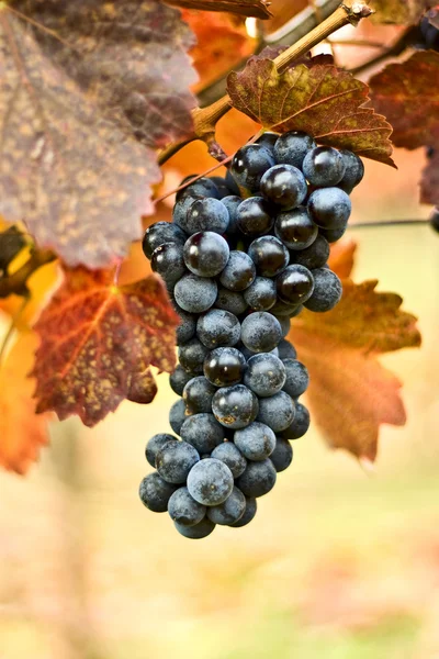 Bunch of grapes on the vine — Stock Photo, Image