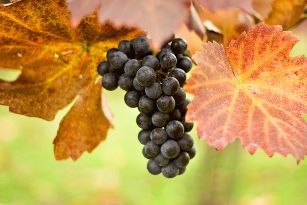 Egy csomó szőlő a szőlőn. — Stock Fotó