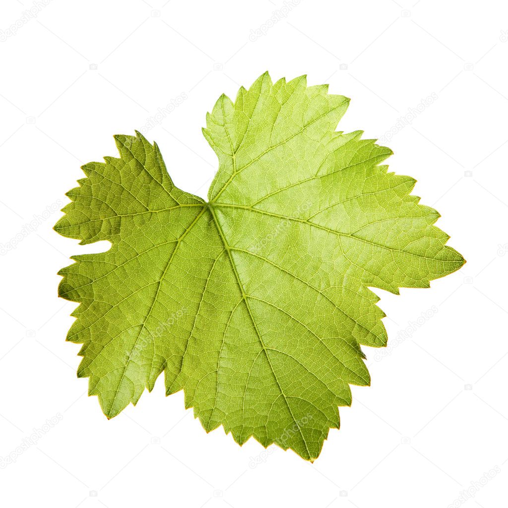 Green vine leaf