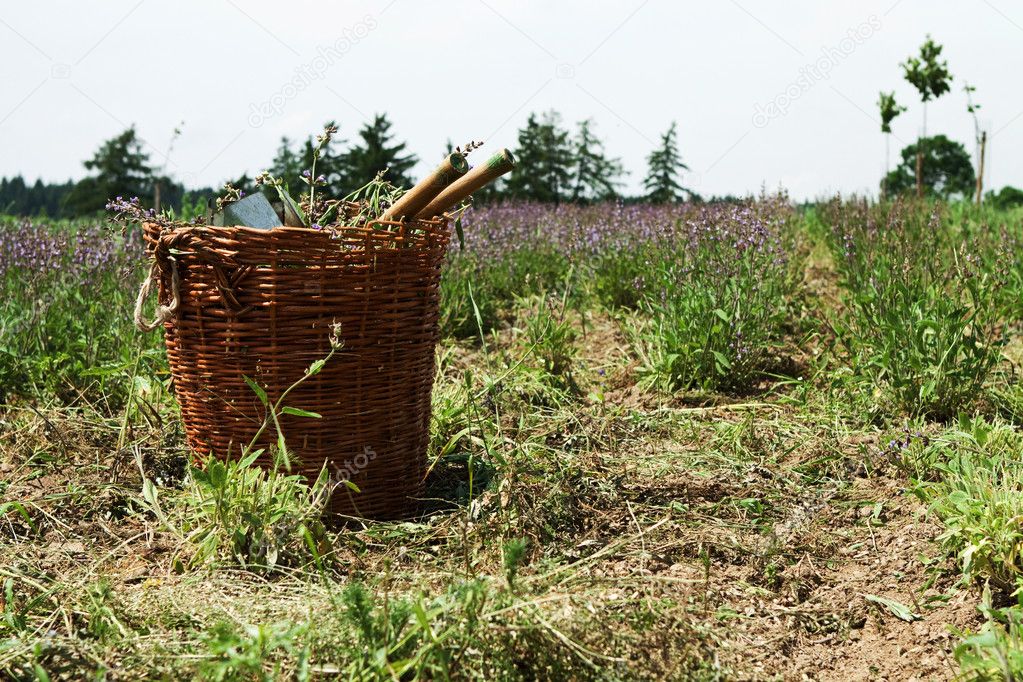 Basket on the field during harvesting lavender