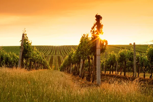 's avonds uitzicht op de wijngaarden — Stockfoto