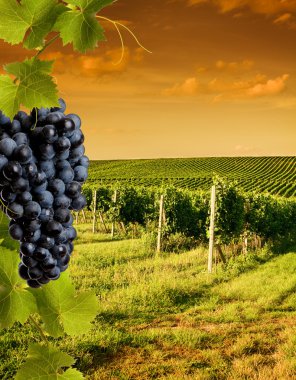 Evening view of the vineyards clipart