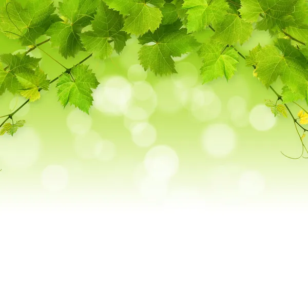 Куча зеленых листьев винограда — стоковое фото