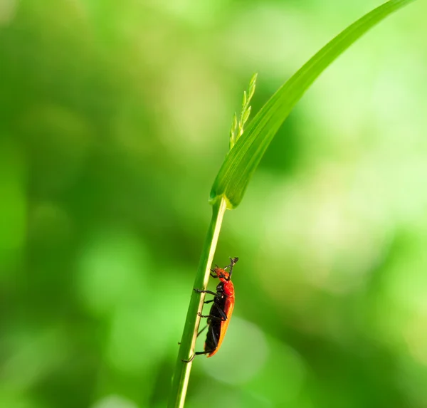 stock image Red coleopteron