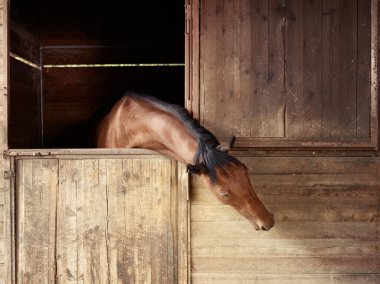 Riding school: horse looking out of stable clipart