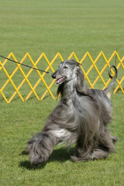 Cleveland Dog Show clipart