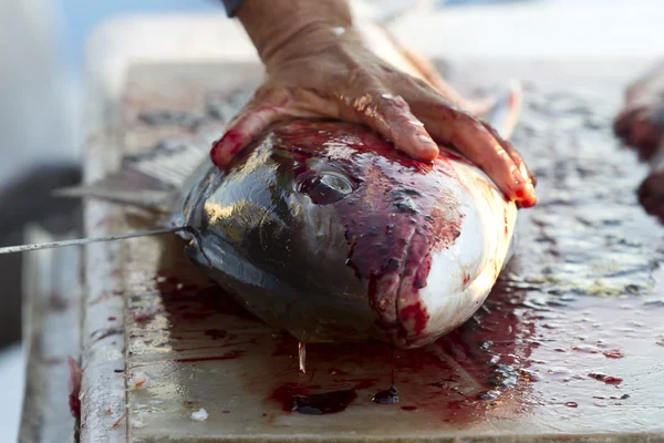 stock image Gutted Fish