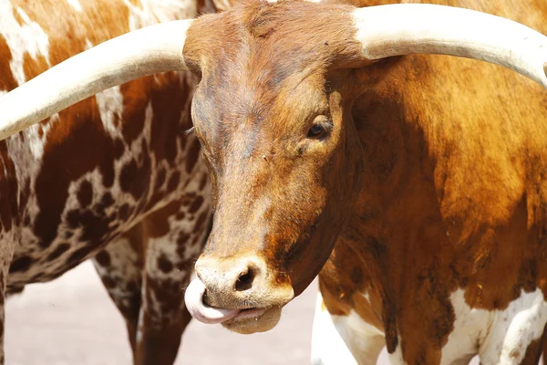 stock image Longhorns