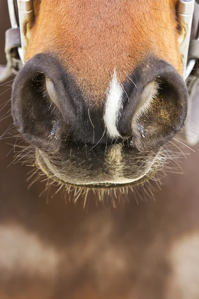Paard neusgaten — Stockfoto