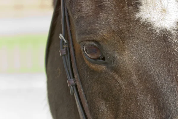 Close-up van een paard — Stockfoto