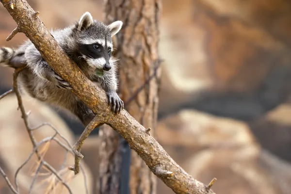 Playful Raccoon — Stock Photo, Image