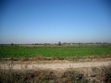 Cotton fields. clipart