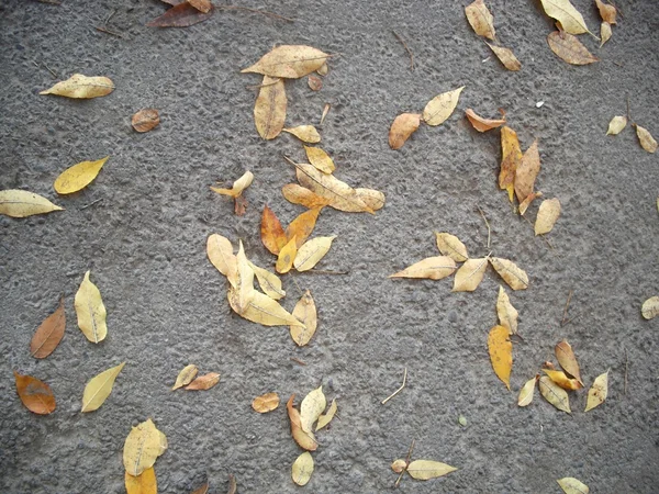 Погода осенью — стоковое фото