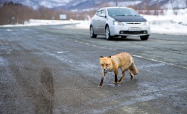 kötü niyetli trafik.